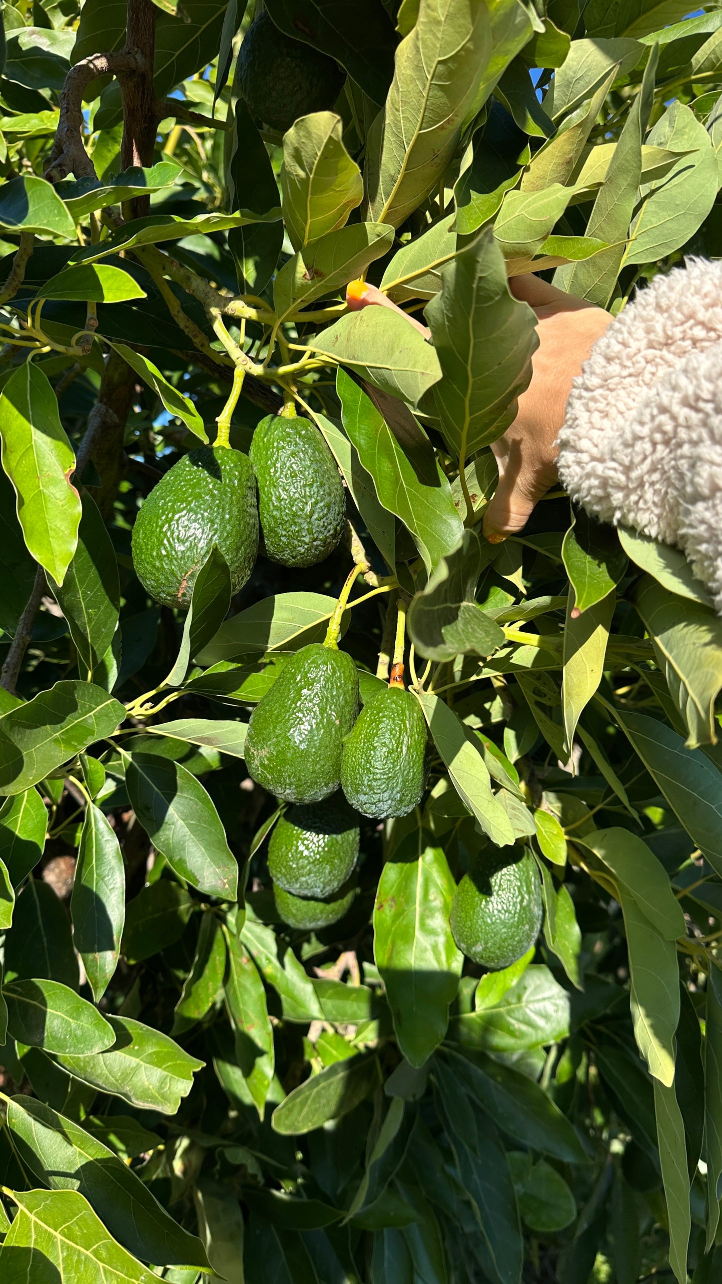 Awokado Hass (2,5kg)