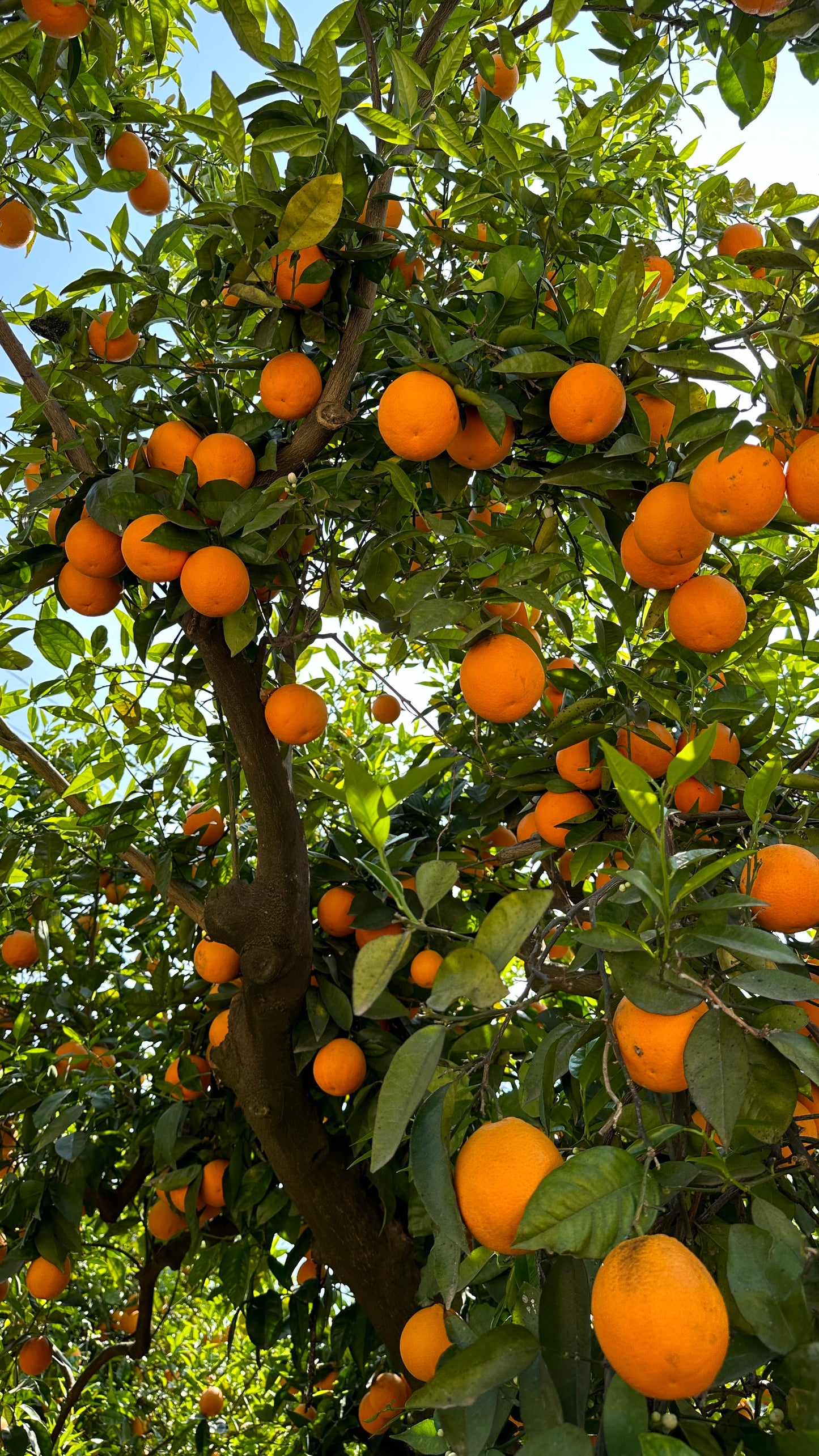 Transport 8.12 - Pomarańcze z sadu Marty (5kg)