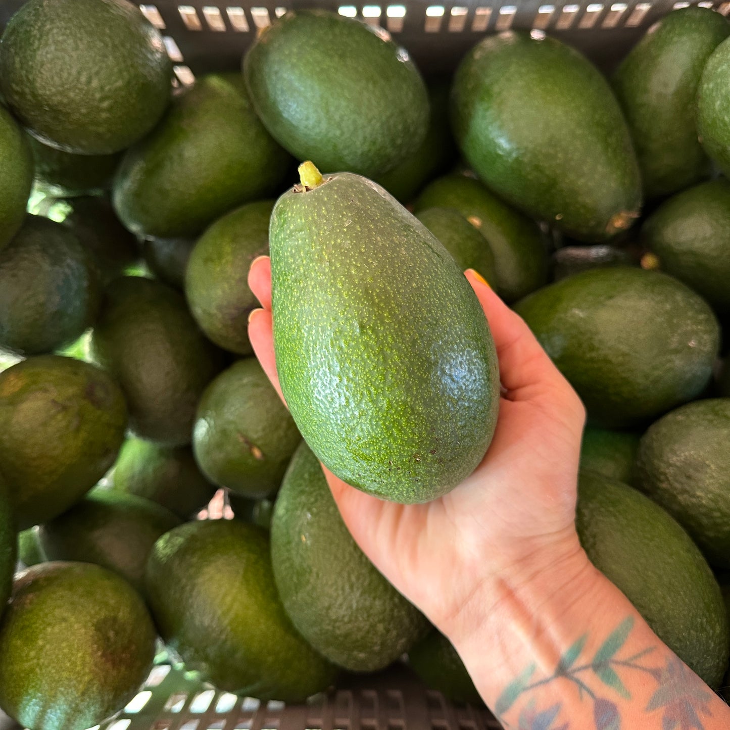 Transport 8.12 - Awokado z sadu Marty (2,5kg)