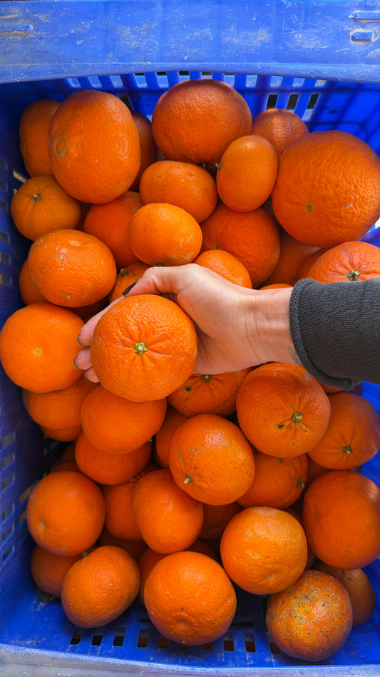 Mandarynki Ortanique (5kg)