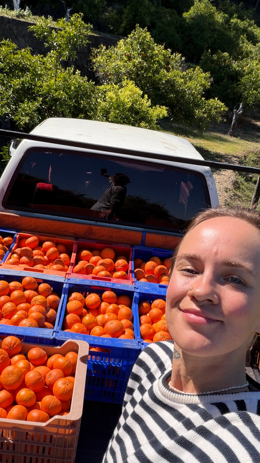 Mandarynki Ortanique (5kg)