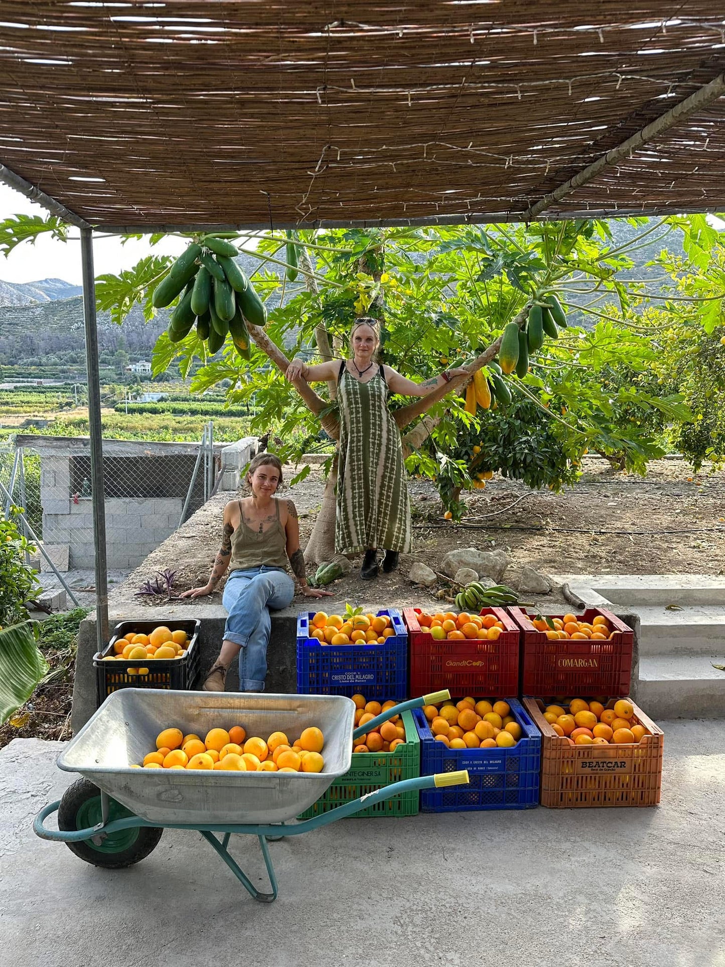 Transport 8.12 - Pomarańcze z sadu Marty (5kg)