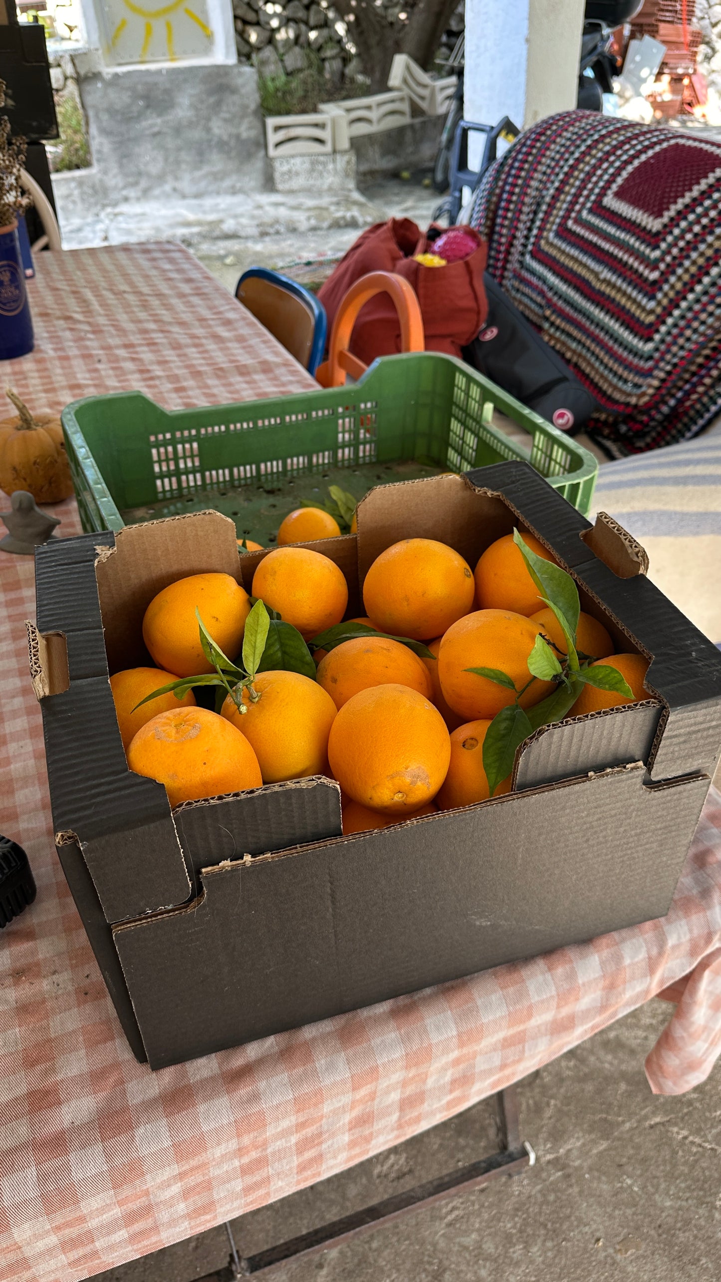 Transport 8.12 - Pomarańcze z sadu Marty (5kg)