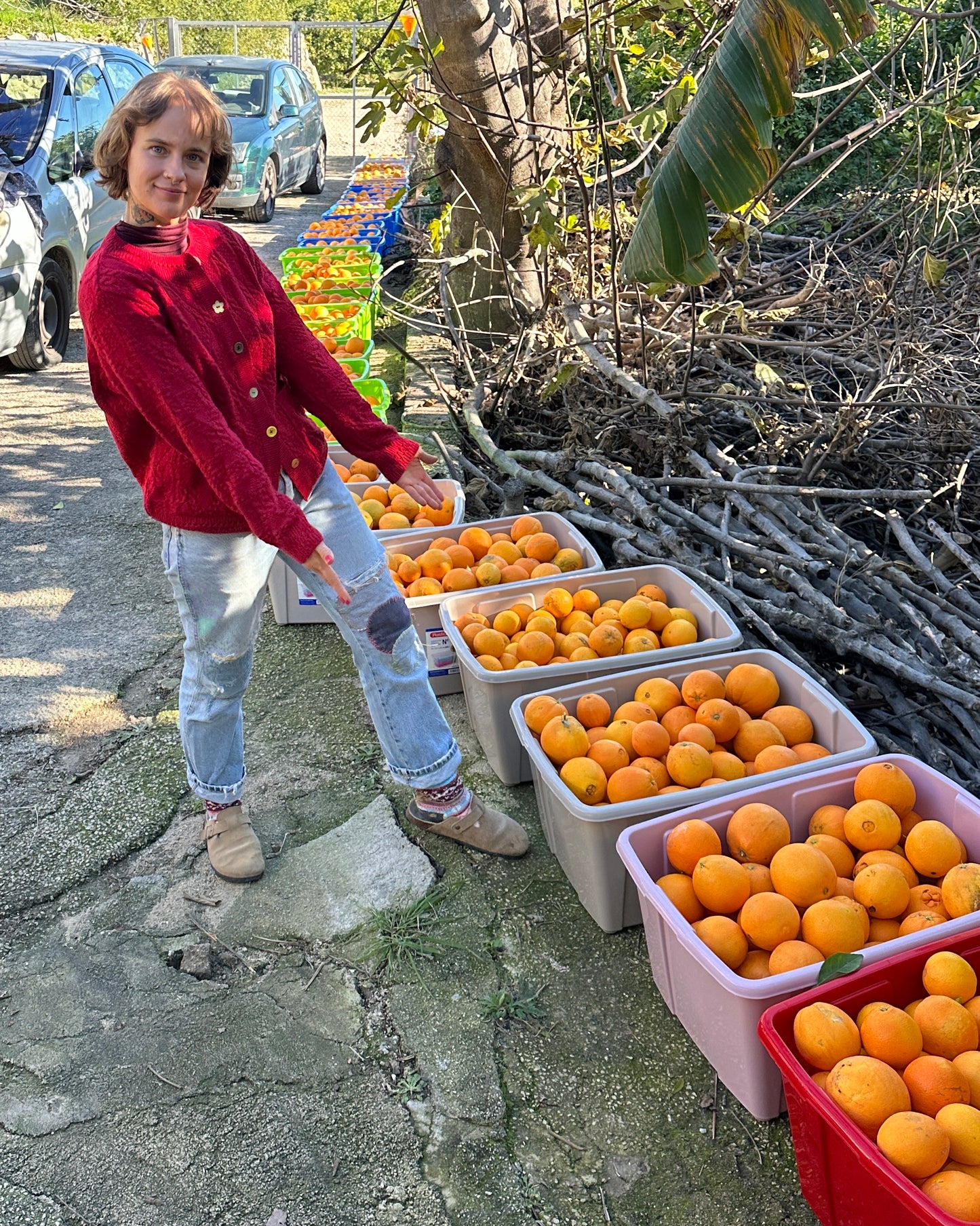 Transport 8.12 - Pomarańcze z sadu Marty (5kg)