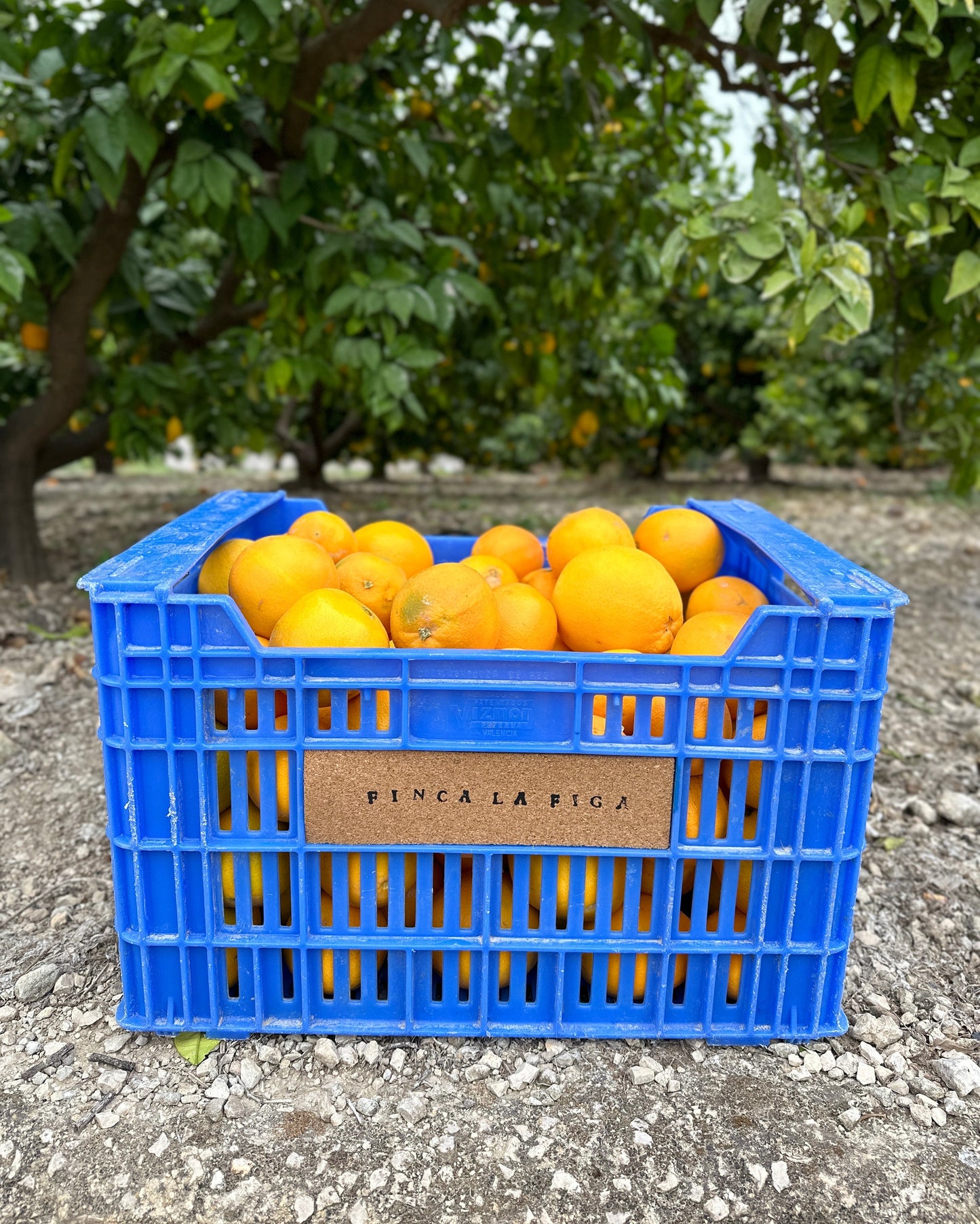 Transport 8.12 - Pomarańcze z sadu Marty (5kg)